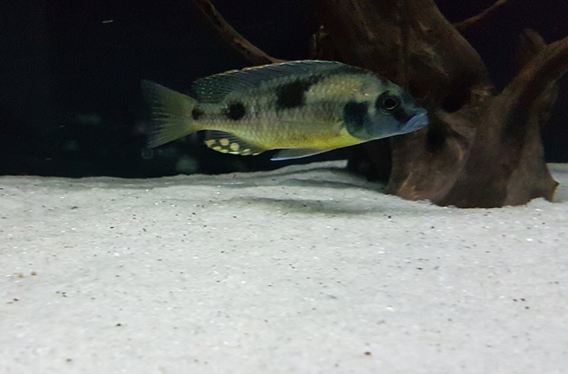 Naevochromis chrysogaster
